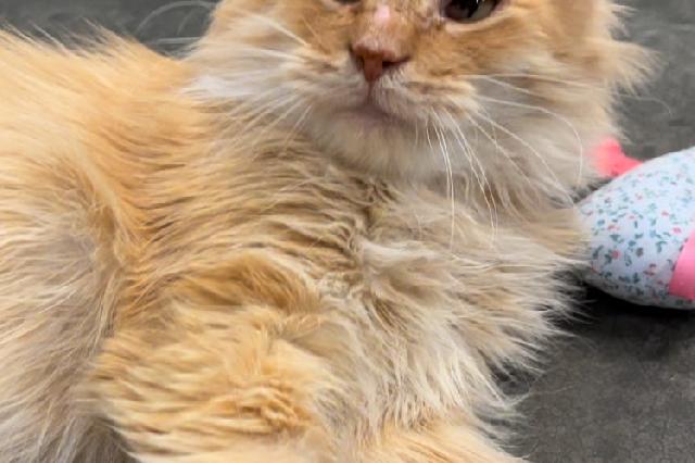 My name is Opie and I am ready for adoption. Learn more about me!
