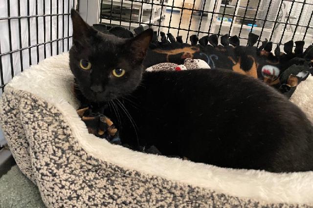 My name is Bratwurst Pinkerton III and I am ready for adoption. Learn more about me!