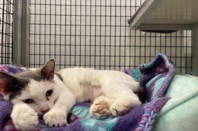 My name is Apricot and I am ready for adoption. Learn more about me!