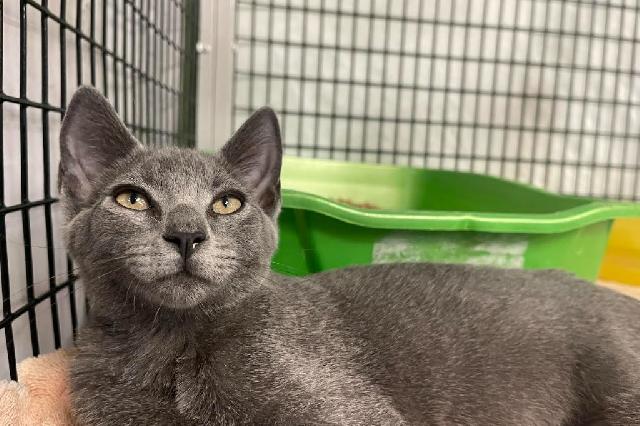 My name is Randy and I am ready for adoption. Learn more about me!
