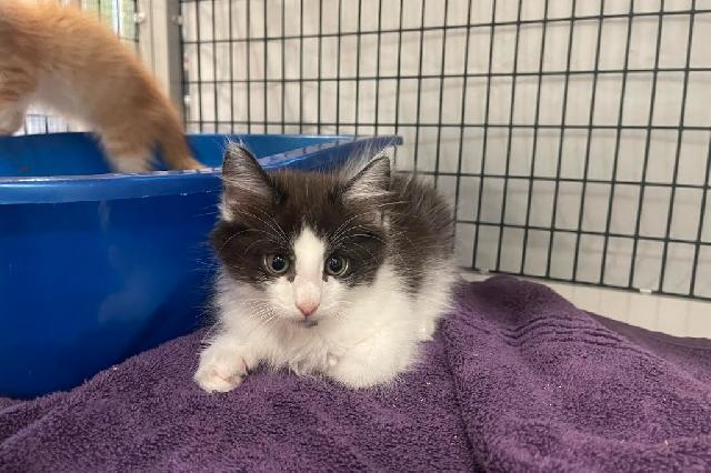 My name is Neon and I am ready for adoption. Learn more about me!