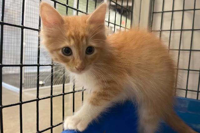 My name is Glow Stick and I am ready for adoption. Learn more about me!