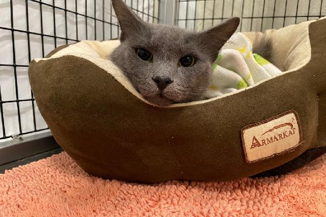 My name is Crunch and I am ready for adoption. Learn more about me!