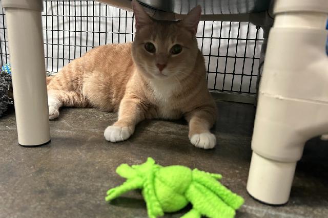 My name is Lil' Guy and I am ready for adoption. Learn more about me!