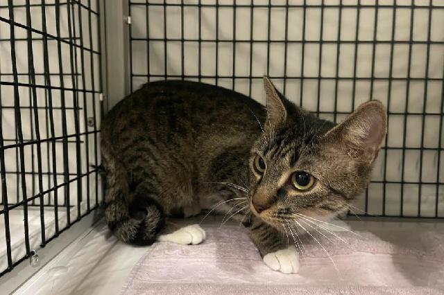 My name is Pearly and I am ready for adoption. Learn more about me!