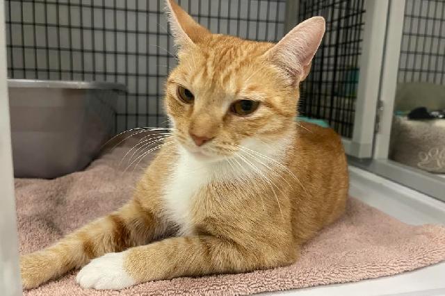 My name is Lily Pad and I am ready for adoption. Learn more about me!