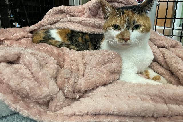 My name is Jade Vine and I am ready for adoption. Learn more about me!
