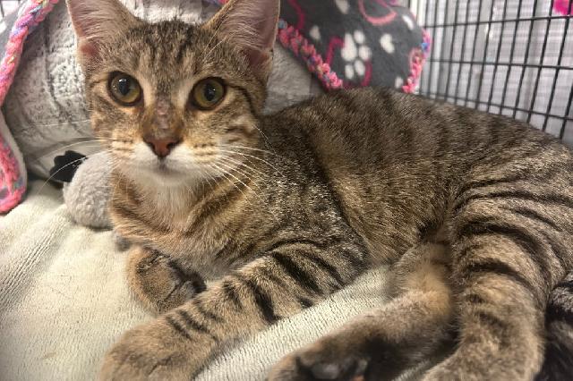 My name is Misty and I am ready for adoption. Learn more about me!