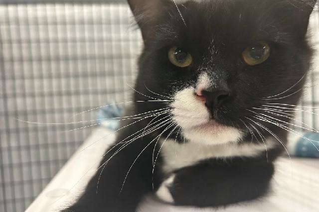 My name is Bam Bam and I am ready for adoption. Learn more about me!