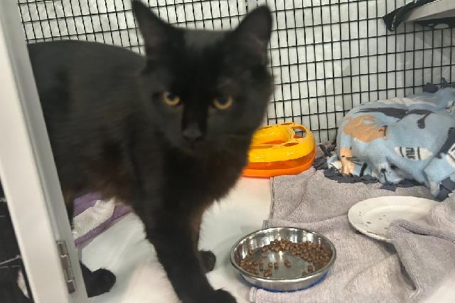 My name is Kazoo and I am ready for adoption. Learn more about me!