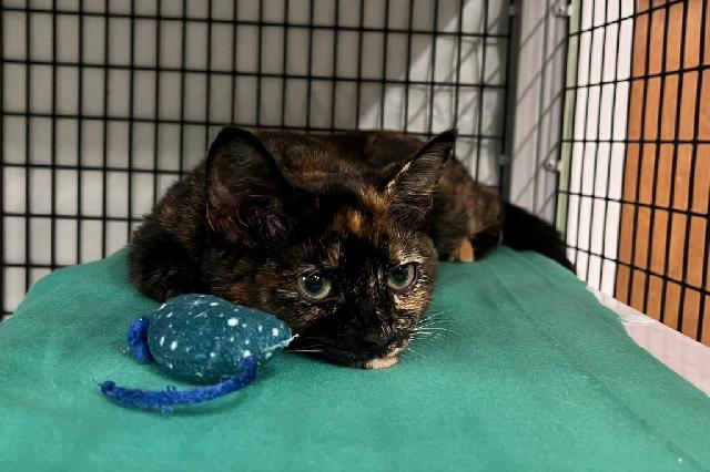 My name is Franzia and I am ready for adoption. Learn more about me!