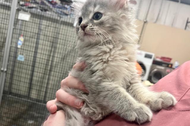 My name at SAFE Haven was Cantlay and I was adopted!