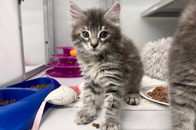My name at SAFE Haven was Speith and I was adopted!