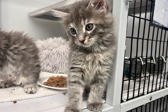 My name at SAFE Haven was Koepka and I was adopted!