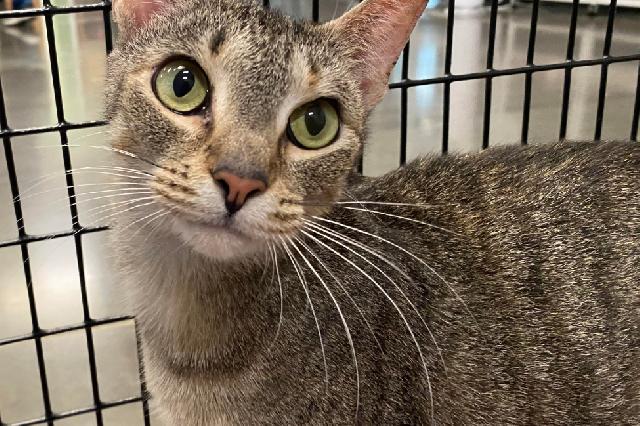 My name at SAFE Haven was Ginger Ale and I was adopted!