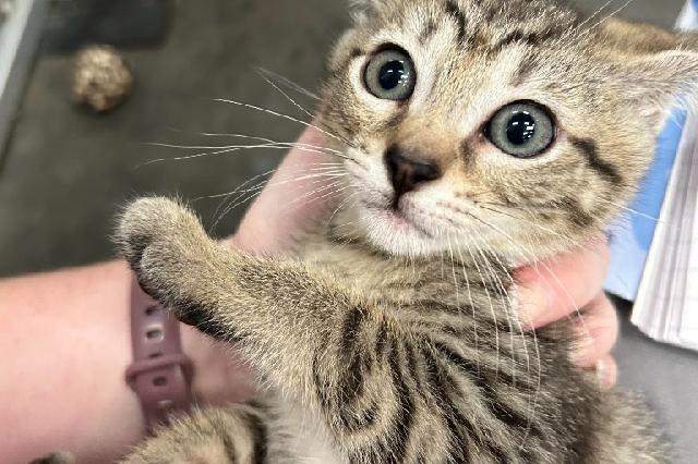 My name at SAFE Haven was Mountain Dew and I was adopted!