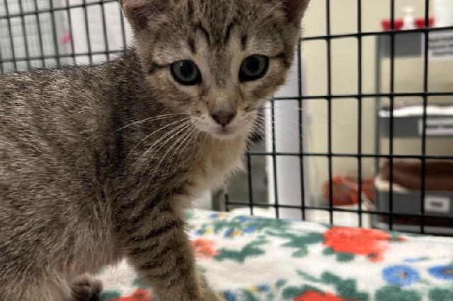My name at SAFE Haven was Sprite and I was adopted!
