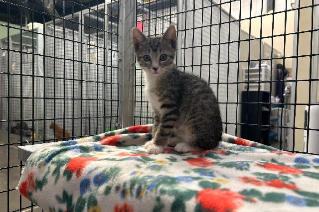 My name at SAFE Haven was Doctor Pepper and I was adopted!