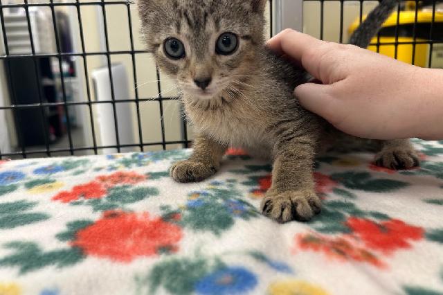 My name at SAFE Haven was Pepsi Cola and I was adopted!