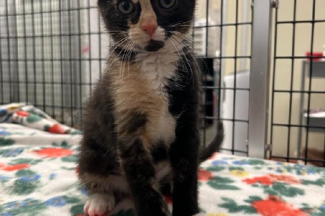 My name at SAFE Haven was Coca Cola and I was adopted!