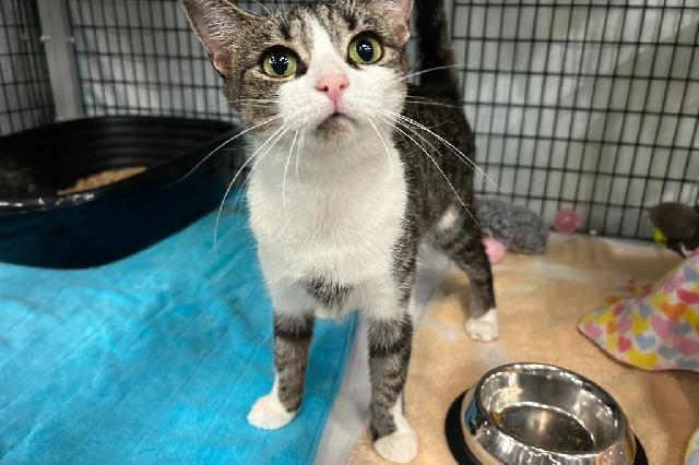 My name is Mama Sauce and I am ready for adoption. Learn more about me!