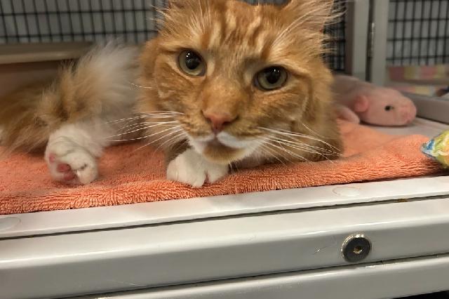 My name at SAFE Haven was Lunchbox and I was adopted!