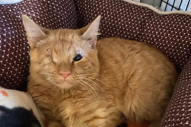 My name at SAFE Haven was Corncob and I was adopted!