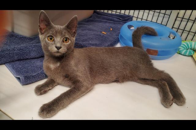 My name at SAFE Haven was Jerma and I was adopted!