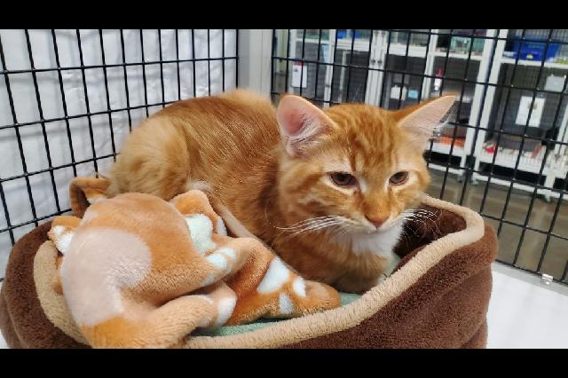 My name at SAFE Haven was Sheetz and I was adopted!