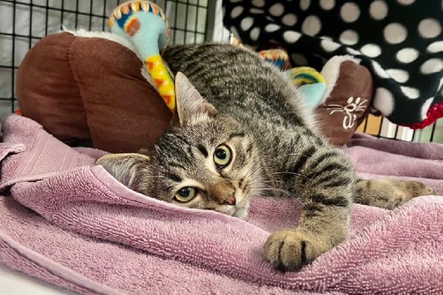 My name at SAFE Haven was Trixe and I was adopted!