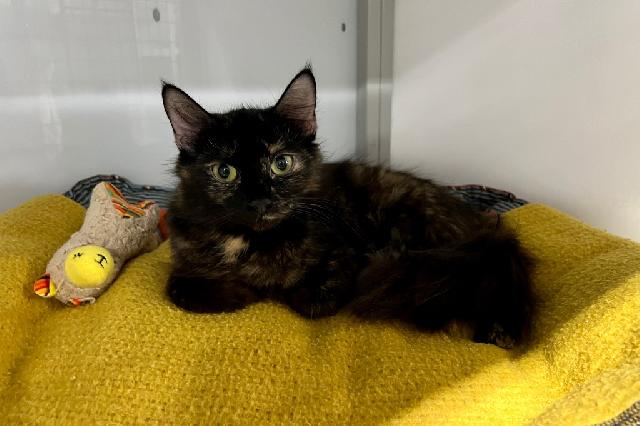 My name at SAFE Haven was Trailmix and I was adopted!