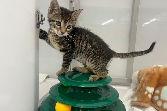 My name is Pawstachio and I am ready for adoption. Learn more about me!