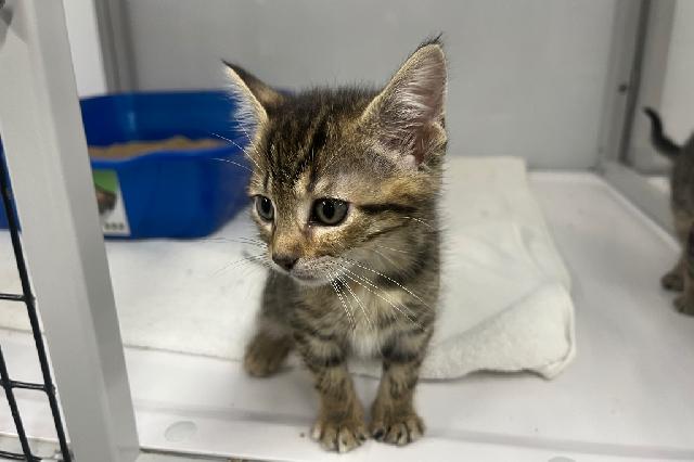 My name is Meowcadamia and I am ready for adoption. Learn more about me!