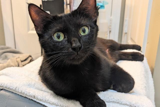 My name is Smoothie Queen and I am ready for adoption. Learn more about me!