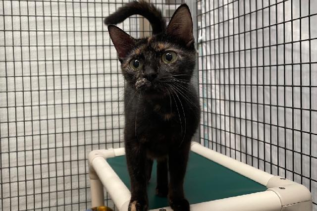 My name at SAFE Haven was Foot Locker and I was adopted!