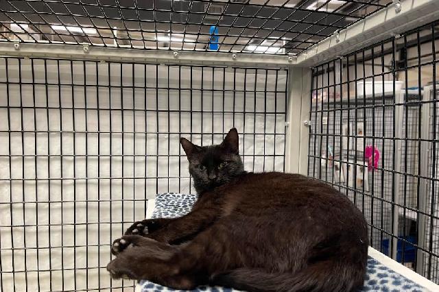 My name at SAFE Haven was Anana and I was adopted!