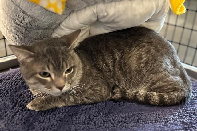 My name at SAFE Haven was Mr. Toad and I was adopted!
