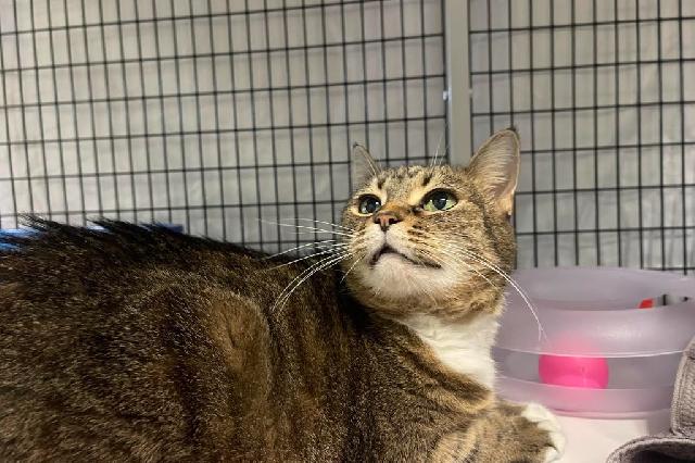 My name at SAFE Haven was Apple Brandy and I was adopted!