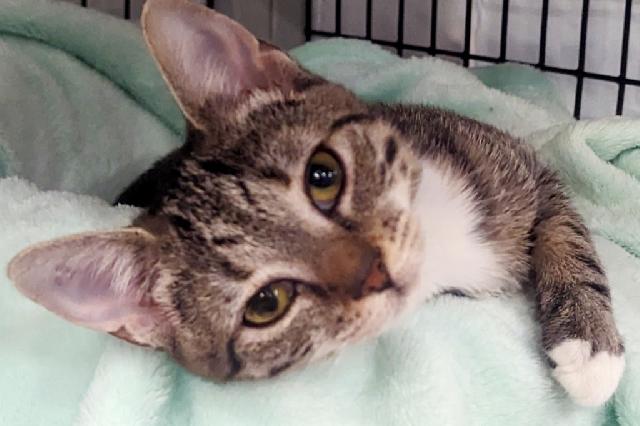 My name at SAFE Haven was Octopus and I was adopted!