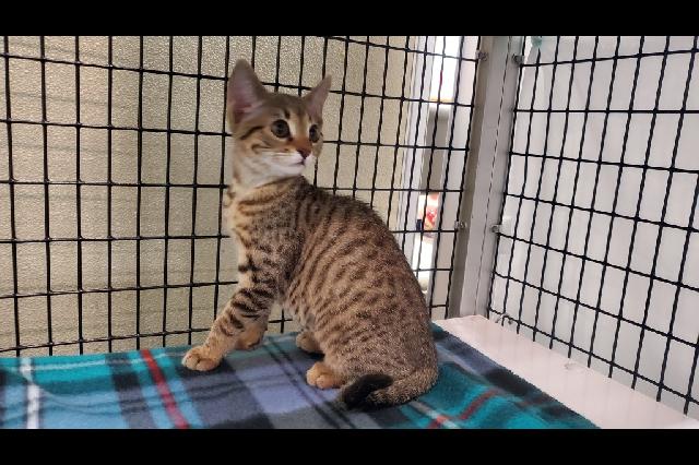 My name at SAFE Haven was Cappuccino and I was adopted!