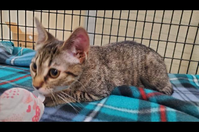 My name at SAFE Haven was Espresso and I was adopted!