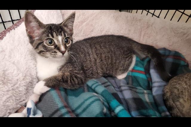 My name at SAFE Haven was Mocha and I was adopted!