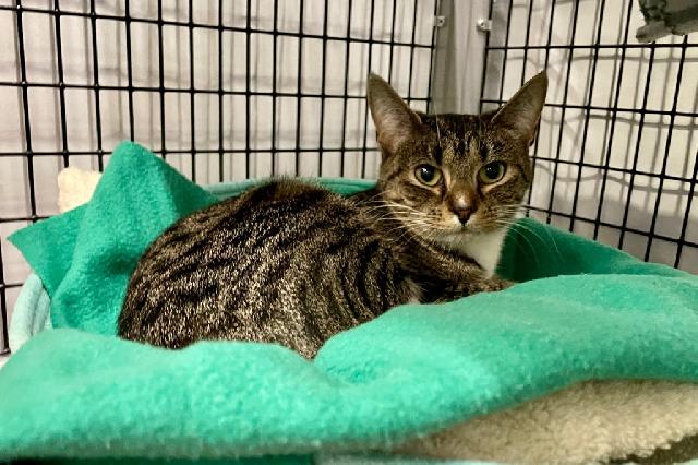 My name at SAFE Haven was Cascabel and I was adopted!