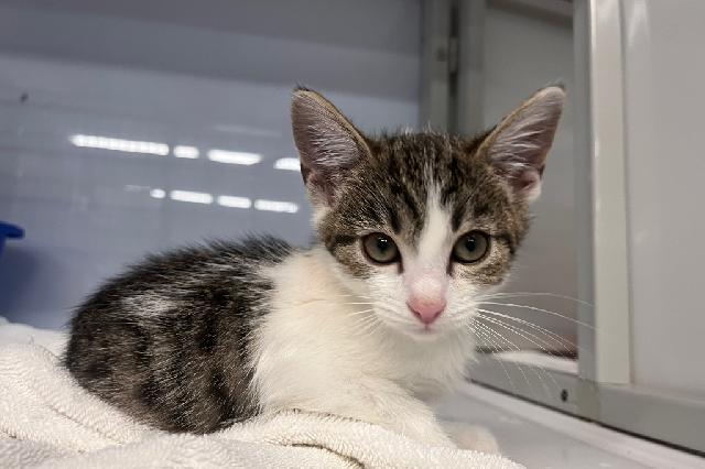 My name at SAFE Haven was Meowy Shelley and I was adopted!