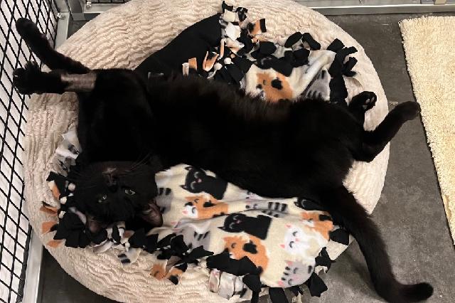 My name is Nix and I am ready for adoption. Learn more about me!