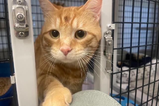 My name at SAFE Haven was Ashland and I was adopted!