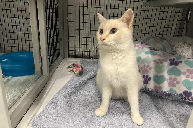 My name at SAFE Haven was Glossop and I was adopted!