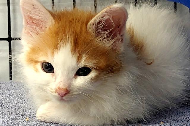My name at SAFE Haven was Butterwick and I was adopted!