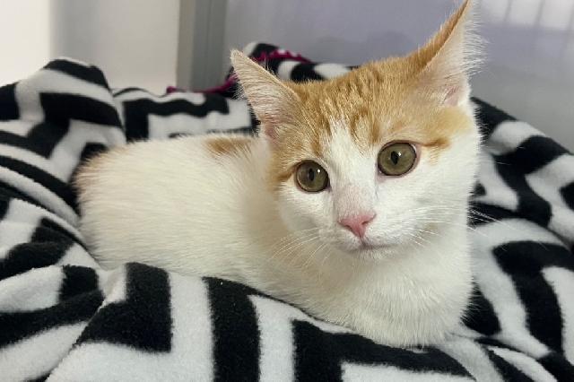 My name at SAFE Haven was Wooster and I was adopted!