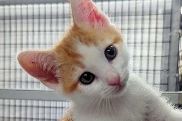 My name at SAFE Haven was Threepwood and I was adopted!